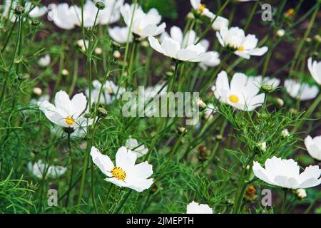 Fiori bianchi COSMOS in fiore nel giardino Foto Stock