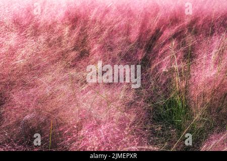 Campo di Pink Muhly erba Foto Stock