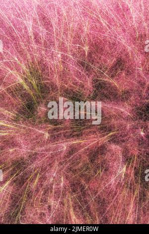 Campo di Pink Muhly erba Foto Stock