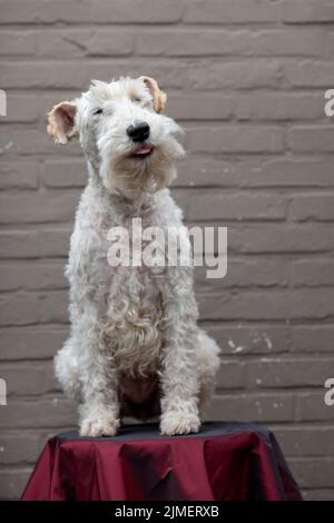 Ritratto di felice Fox Terrier Dog guardando in Camera e sorridendo su uno sgabello rosso contro un marrone mattone sfondo, vista frontale Foto Stock