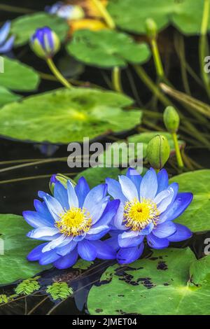 Fiori blu di loto Semiwon Garden Foto Stock