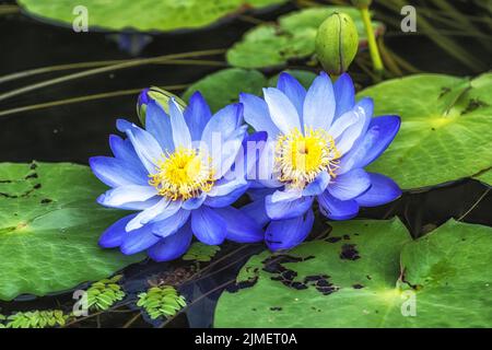Fiori blu di loto Semiwon Garden Foto Stock