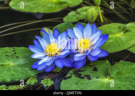 Fiori blu di loto Semiwon Garden Foto Stock