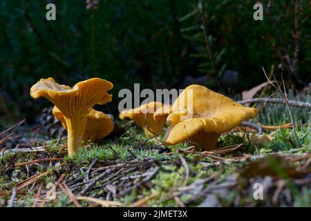 Canterelli (Cantharellus cibarius) a terra in una foresta in autunno Foto Stock