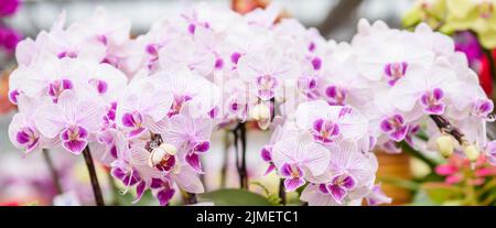 Primo piano di orchidea di falena rosa e viola Foto Stock