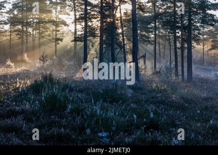 I primi raggi del sole del mattino combattono la loro strada attraverso la nebbia in una foresta Foto Stock