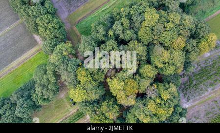 Veduta aerea di uccelli sopra la bella foresta temperata di conifere sopra gli alberi che mostrano la foresta di pino verde stupefacente differente co Foto Stock