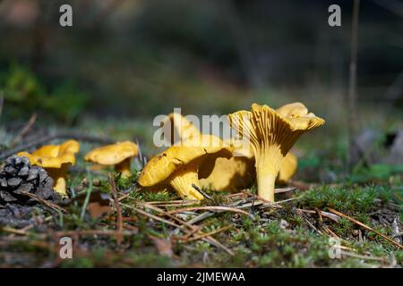 Canterelli (Cantharellus cibarius) a terra in una foresta in autunno Foto Stock