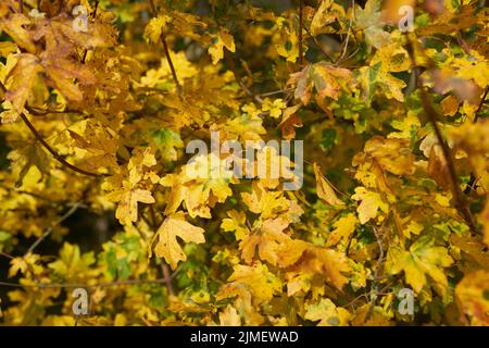 Foglie di acero da campo (Acer campestre) con colorazione autunnale Foto Stock