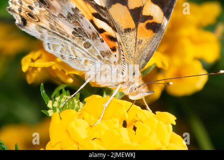 Macro foto farfalla su una pianta che beve nettare. Foto Stock