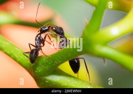 Primo piano di due formiche che combattono su una pianta. Foto Stock