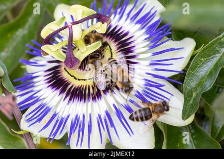 Api su un fiore passione Passiflora Caerulea Passionflower su sfondo verde giardino Foto Stock