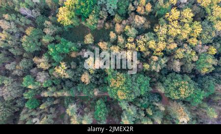 Veduta aerea di uccelli sopra la bella foresta temperata di conifere sopra gli alberi che mostrano la foresta di pino verde stupefacente differente co Foto Stock