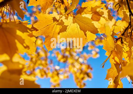 Foglie di acero norvegese (Acer platanoides) con colorazione giallo autunno alla luce posteriore Foto Stock