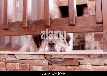 Il cane grande sta aspettando dietro la recinzione di legno Foto Stock