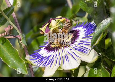 Api su un fiore passione Passiflora Caerulea Passionflower su sfondo verde giardino Foto Stock