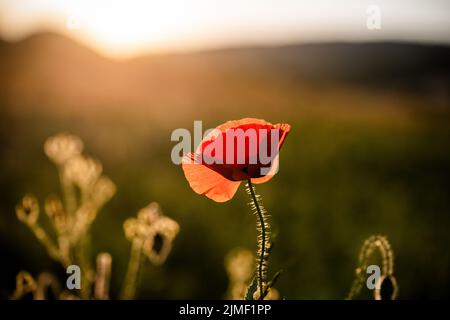 Campo di papavero selvatico - sfondo di giorno di rimembranza o di armistizio Foto Stock