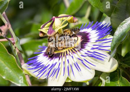 Api su un fiore passione Passiflora Caerulea Passionflower su sfondo verde giardino Foto Stock