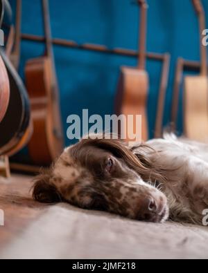 Una selezione di un Setter Inglese che dorme sul pavimento di uno studio musicale Foto Stock