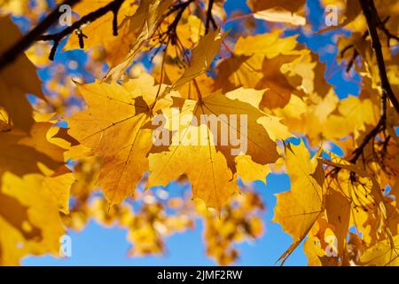 Foglie di acero norvegese (Acer platanoides) con colorazione giallo autunno alla luce posteriore Foto Stock