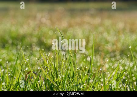 Erba con gocce di rugiada su un prato in anticipo mattina all'alba Foto Stock