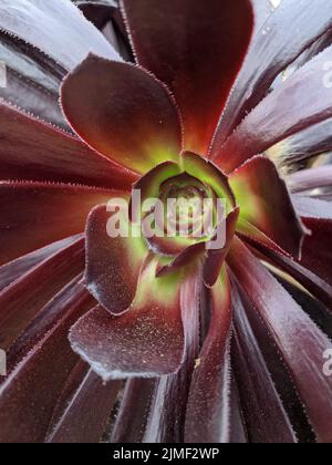 Primo piano di un fiore succulento Foto Stock