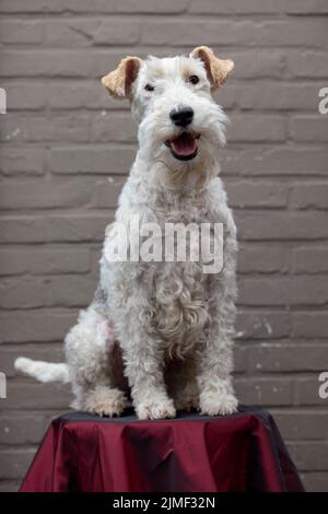 Ritratto di felice Fox Terrier Dog guardando in Camera e sorridendo su uno sgabello rosso contro un marrone mattone sfondo, vista frontale Foto Stock