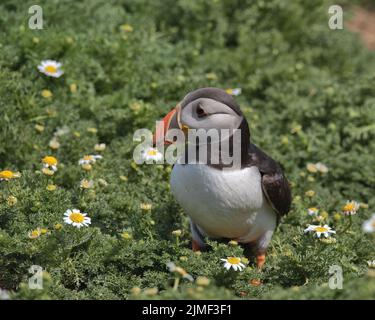 Puffin Atlantico con fiori di camomilla sull'Isola di Skomer. Foto Stock