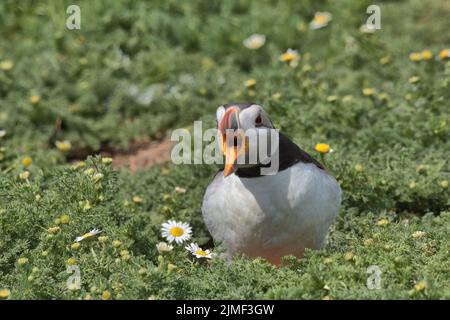 Puffin Atlantico con fiori di camomilla sull'Isola di Skomer. Foto Stock