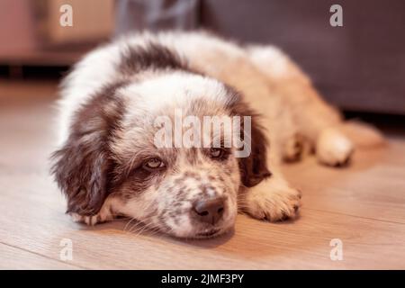 Cane da pastore bulgaro sdraiato al piano interno Foto Stock