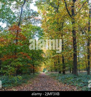 Una passeggiata nella foresta di Duisburg in autunno Foto Stock