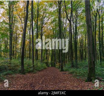 Una passeggiata nella foresta di Duisburg in autunno Foto Stock