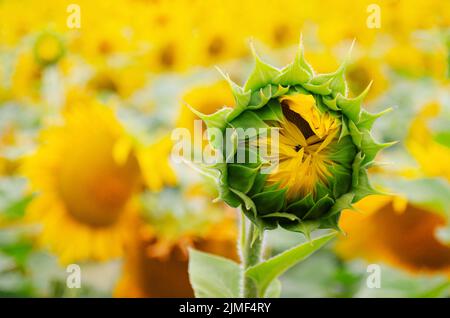 Germoglio di girasole pronto ad aprirsi su sfondo campo da qualche parte in Ucraina Foto Stock