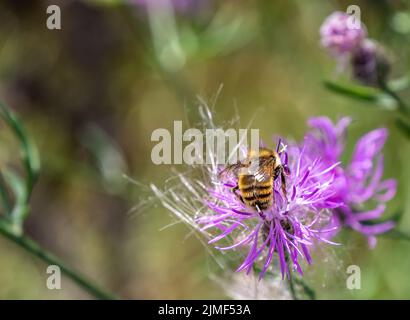 Primo piano di un grande bumblebee giallo che raccoglie nettare dal fiore viola su una pianta di cardo strisciante che sta crescendo in un campo. Foto Stock