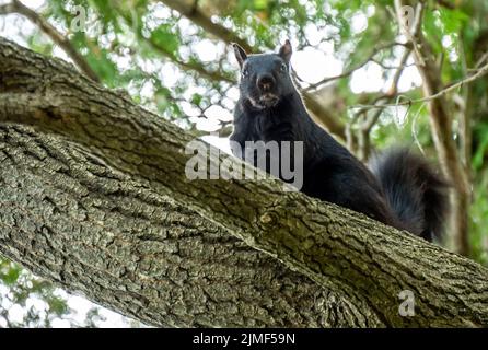 Primo piano basso angolo di vista di uno scoiattolo nero che è seduto su un ramo di albero in una giornata calda in agosto con uno sfondo sfocato. Foto Stock