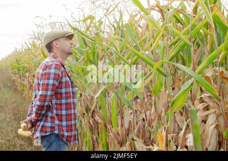 Contadino caucasico medio invecchiato che ispeziona il campo di mais giorno d'estate Foto Stock