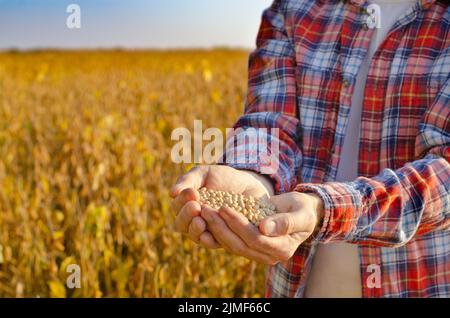 Manciata di fagioli di soia in contadino mani sul campo sfondo sera tramonto tempo. Spazio di copia per il testo Foto Stock