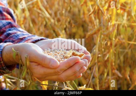 Manciata di semi di soia in agricoltore mani sul campo serata di sfondo tramonto Foto Stock