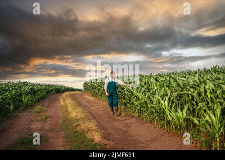Caucasico calmo coltivatore di mais maschio in tute passeggiate lungo il campo di mais con tablet pc nelle sue mani Foto Stock