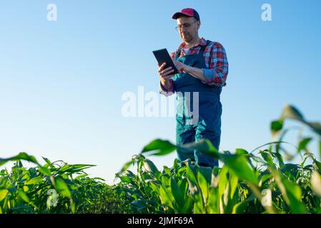 Contadino caucasico di mezza età che utilizza un computer tablet al campo di mais Foto Stock