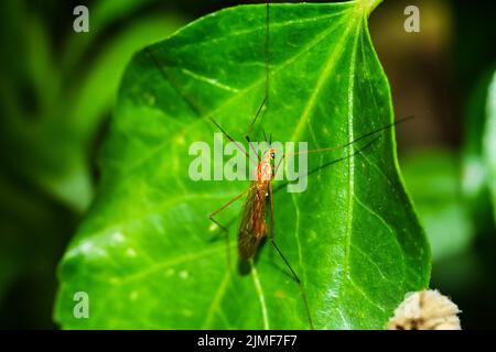 Un primo piano di una zanzara su una foglia verde lussureggiante in una giornata di sole Foto Stock