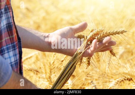 Agricoltore detiene il grano raccolto spikelets pronto in mano al campo di mais tramonto Foto Stock