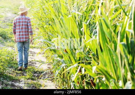 La mezza età caucasica lavoratore fattoria camminando lungo il granturco campo di mais per ispezione. Raccolto il concetto di cura Foto Stock