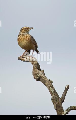 Lark (Mirafra afrana) arroccato su un ramo morto Foto Stock