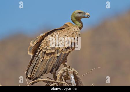 Griffon Vulture di Ruppell (Gyps rueppellii) arroccato su un arto morto Foto Stock