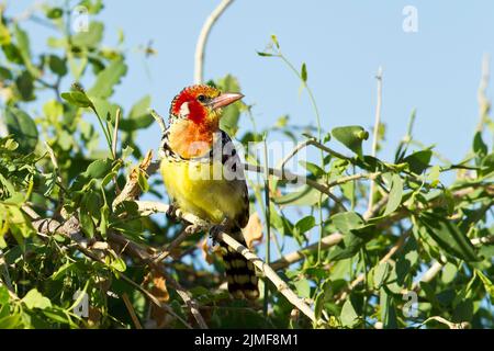 Barbet rosso e giallo (Trachyphonus eritrocephalus) arroccato in un cespuglio Foto Stock