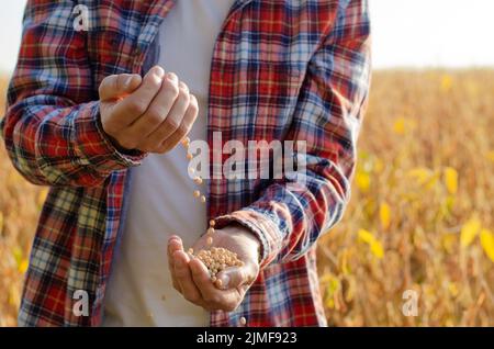 Il contadino si riversa di grani di soia nelle sue mani sul campo serata di sfondo tramonto Foto Stock