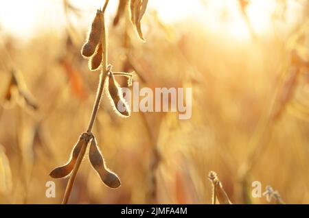 Baccelli di soia sul gambo nei campi Primo piano contro la luce solare Foto Stock