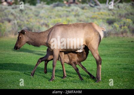 Uragano di alce selvatiche a Mammoth, Wyoming Foto Stock