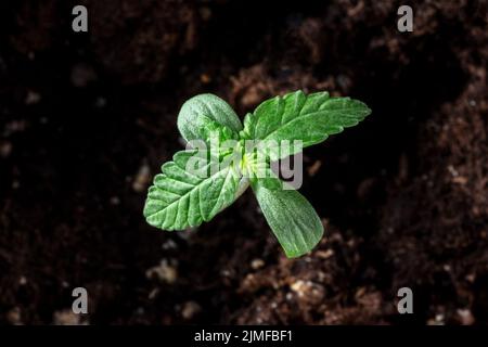 Germogliatura di piante di cannabis, che crescono dalla terra. Cotiledoni e foglie vere Foto Stock